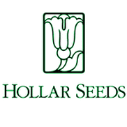 HOLLAR Seeds