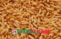 Пшеница из Казахстана
