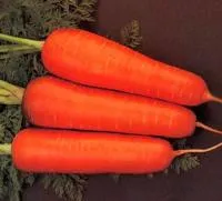 Семена моркови Курода / Kuroda от фирмы United Genetics