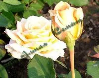 Саженцы роз Версилия