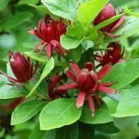 Каликант цветущий (Calycanthus floridus)