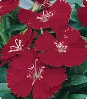 Семена Гвоздики Dianthus F1