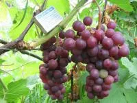 Черенки винограда Сверхранний красный мускат (XVII-10-26 )