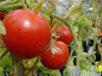 Семена томата Хайнц 1350/ Heinz 1350, Pop Vriend Seeds