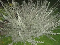 Ива Salix repens Argentea, h см 45-60