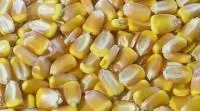Гибриды кукурузы от Украинской селекции