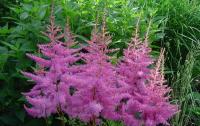 Саженцы астильбы Арендса Аметист / Astilbe arendsii Amethyst, ЗКС, контейнер 1 л