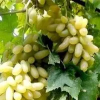 Саженцы винограда Дамские пальчики