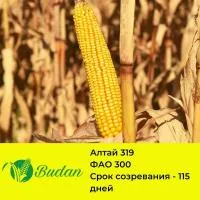 Семена кукурузы Алтай-319, трехлинейный гибрид, ФАО 300