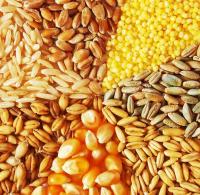 Зерно фуражное ( кукуруза, пшеница, ячмень, овес, рожь, тритикале)